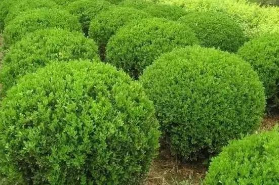 喬、灌木類植物的養(yǎng)護(hù)要點(diǎn)，看看凱蒂分享的這6點(diǎn)！