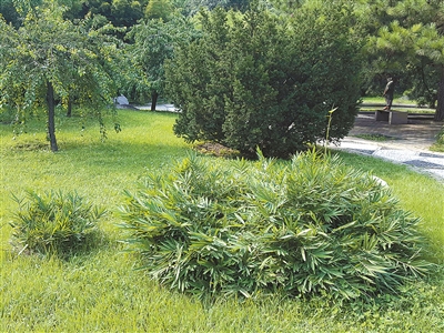 北京植物園花境中的觀賞草魅力究竟在哪里？