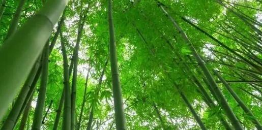 你知道樹木在園林綠化中的分類嗎？
