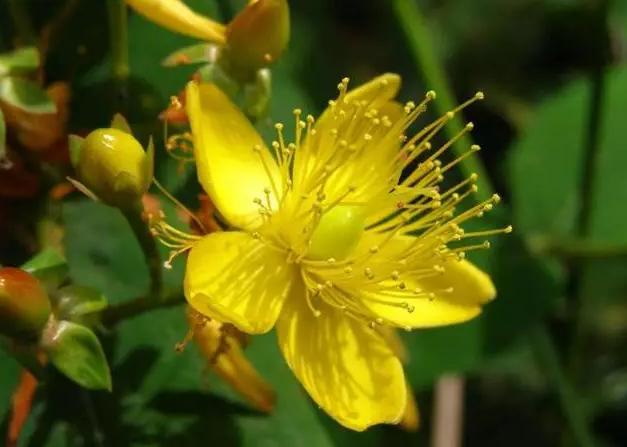 這類(lèi)觀花樹(shù)木，為何能在園林景觀中長(zhǎng)盛不衰？