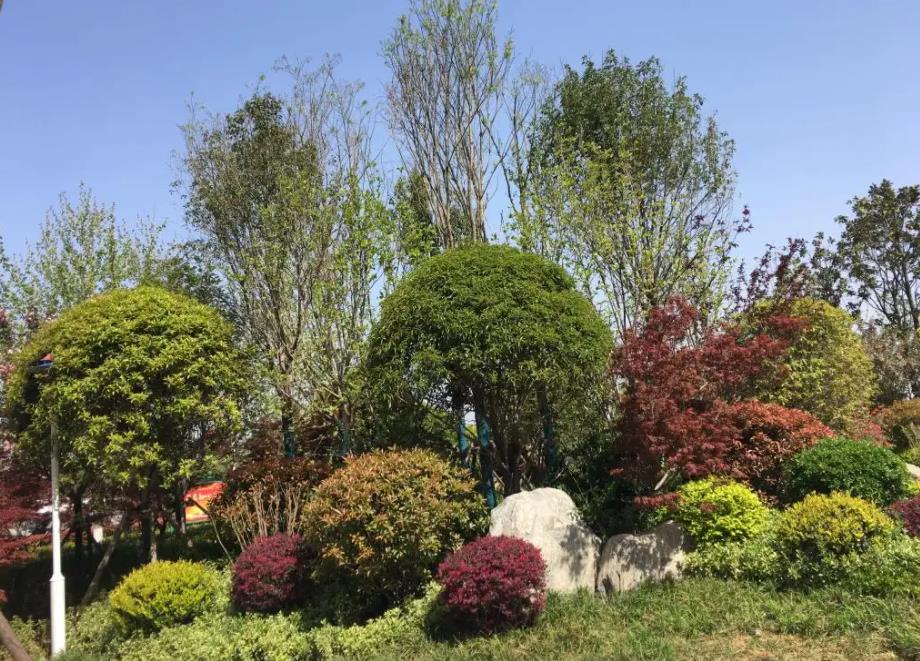 春季氣溫開(kāi)始回升，襄陽(yáng)園林綠化公司做好這些養(yǎng)護(hù)舉措，苗木來(lái)年存活好，長(zhǎng)枝快
