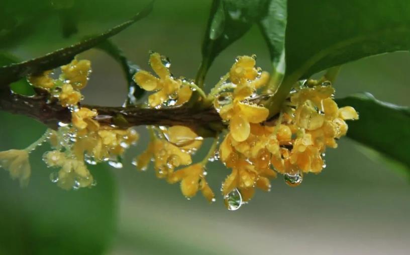 春季桂花移栽修剪有訣竅，襄陽(yáng)園林綠化公司親傳經(jīng)驗(yàn)，來(lái)年花多枝密長(zhǎng)勢(shì)好