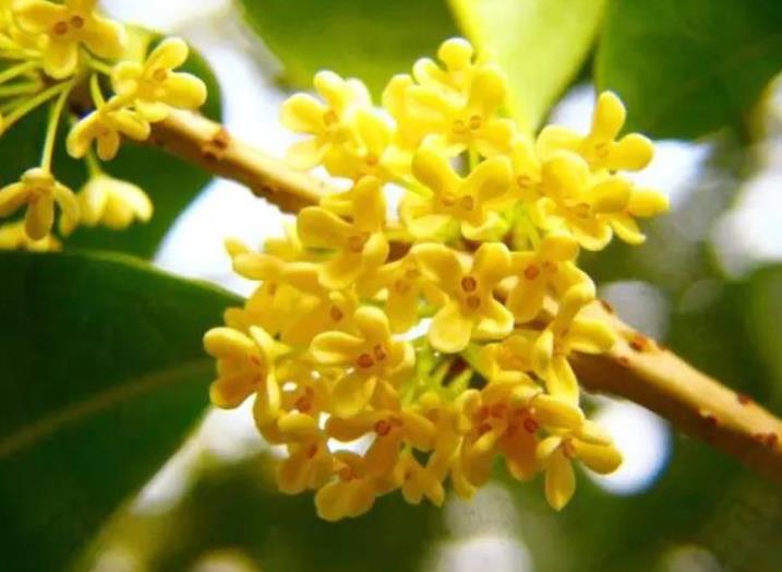 園林綠化zui愛的10種“花香之樹”！
